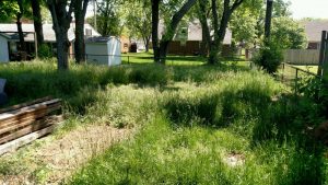 overgrown-lawn-mowing-before